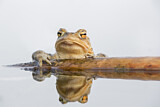 Image. European Toad