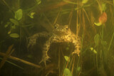 Image. European Toad