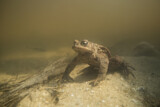 Image. European Toad