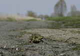 Image. European Toad