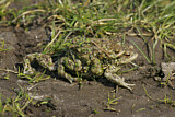 Image. European Toad