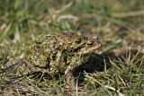 Image. European Toad