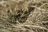 Image. European Toad