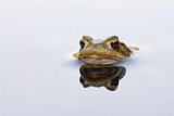 Image. European Toad