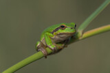 Image. European Tree Frog