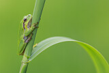 Image. European Tree Frog