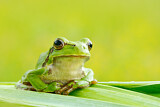 Image. European Tree Frog