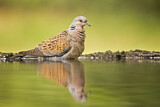 Image. European Turtle Dove