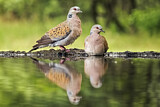 Image. European Turtle Dove