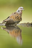 Image. European Turtle Dove