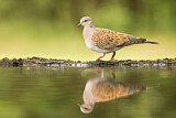 Image. European Turtle Dove