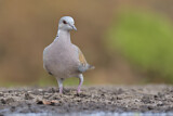 Image. European Turtle Dove