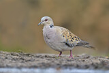 Image. European Turtle Dove