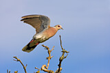 Image. European Turtle Dove