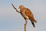 Image. European Turtle Dove