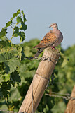 Image. European Turtle Dove