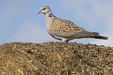 Image. European Turtle Dove