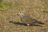 Image. European Turtle Dove