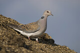 Image. European Turtle Dove