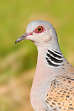 Image. European Turtle Dove