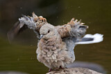 Image. European Turtle Dove
