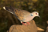 Image. European Turtle Dove