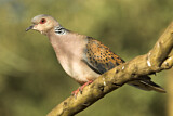 Image. European Turtle Dove