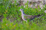Image. European Turtle Dove