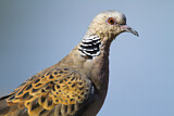Image. European Turtle Dove