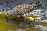 Image. European Turtle Dove