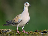 Image. European Turtle Dove
