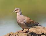 Image. European Turtle Dove