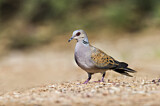 Image. European Turtle Dove