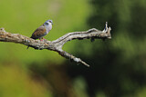 Image. European Turtle Dove