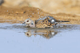 Image. European Turtle Dove