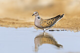 Image. European Turtle Dove