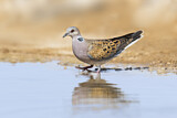 Image. European Turtle Dove