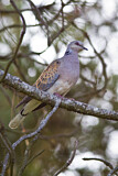 Image. European Turtle Dove