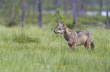 Image. European Wolf