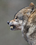 Image. European Wolf