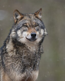 Image. European Wolf