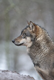 Image. European Wolf