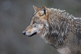 Image. European Wolf