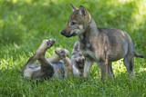 Image. European Wolf