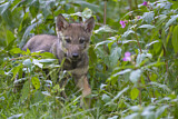 Image. European Wolf