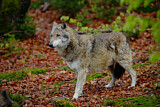 Image. European Wolf