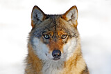 Image. European Wolf
