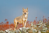 Image. European Wolf