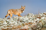Image. European Wolf