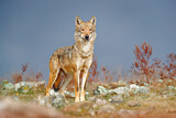 Image. European Wolf